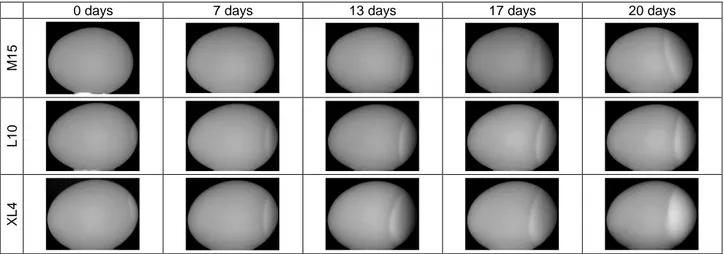Fig. 3. Examples of raw grayscale IR images taken by rotating the egg by 90° (lateral view)