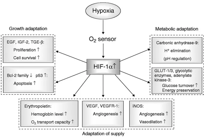 Figura 9.  Alcuni tra i geni trascritti da HIF-1 in condizioni di ipossia. 