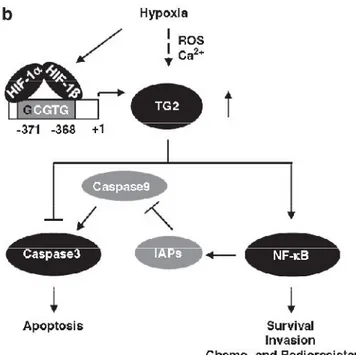 Figura  15.  I  meccanismi  proposti  dell’attività  anti-apoptotica  di  TG2  indotta dall’ipossia