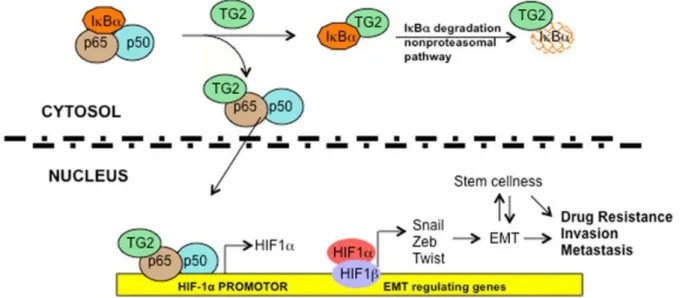 Figura 16. Rappresentazione schematica dell’attivazione di HIF-1α mediata dall’induzione di NF-κB dipendente da TG2, tramite una via non canonica