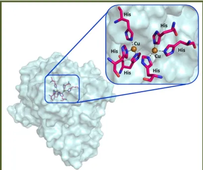 Figure 1: Tys active site. The six histidine residues are represented by pink stick and the two 