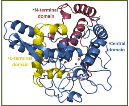 Figure 3: General structure of TyS. The picture was generated using PyMol. [2]
