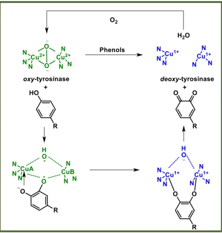 Figure 6: Ortho-quinones formation by oxidation of phenols: from oxy- to deoxy-Ty.  