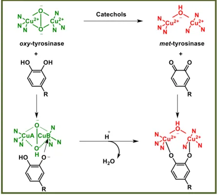 Figure 7: Ortho-quinones formation by oxidation of catechols: from oxy- to met-Ty.  
