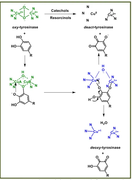 Figure 9: Ty inactivation by catechols and resorcinols: from oxy- to deact-Ty.  