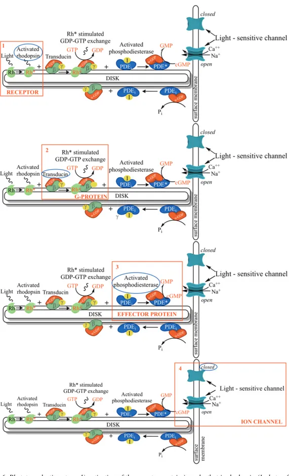 Fig. 6. Phototransduction steps. 1) activation of the receptor protein in rods, that is rhodopsin (1 photon for 1  rhodopsin); 2) the activated receptor protein stimulates the G-protein transducin, with GTP converted to GDP in  the  process  (1  rhodopsinà