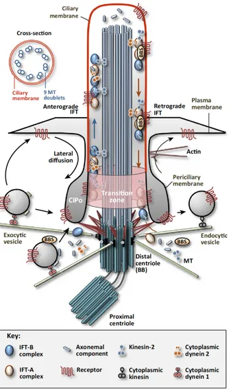 Fig. 8. Overview of Trafficking Pathways Involved in Ciliary Assembly and Homeostasis