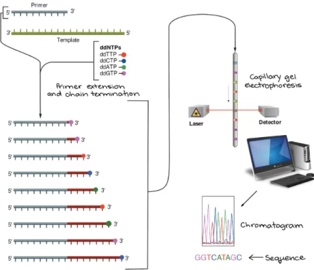 Fig.  12.  Sanger  sequencing  workflow.  In  Sanger  sequencing,  the  target  DNA  is  copied  many  times,  making  fragments  of  different lengths