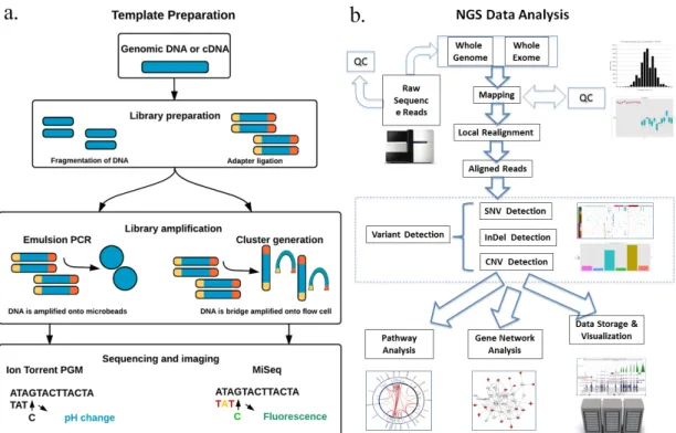 Fig. 13. Ion Torrent and Illumina sequencing (WGS and WES) workflows (a), with following data analysis (b)