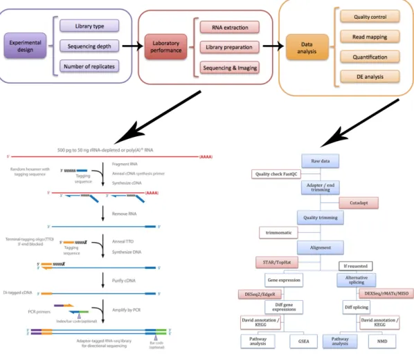 Fig.  15.  RNA  –  Seq  workflow.  After  “wet  laboratory”  phase,  a  huge  data  analysis  was  performed  to  obtain  expression data