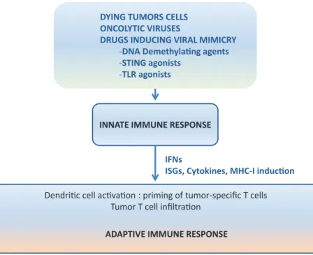 Figure 1.   From stimulating innate immune responses to an adaptive antitumor response