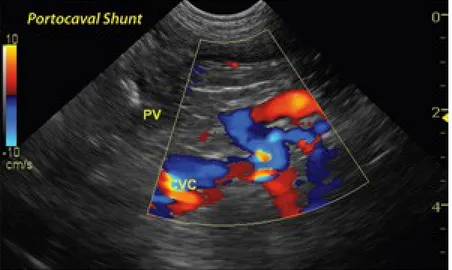 FIG 3: Cane di razza piccola con shunt portosistemico 