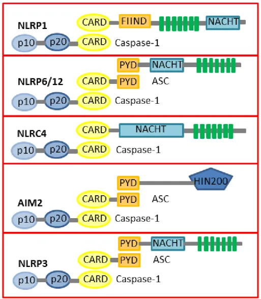 Figure 2. Composition of NLRP1, NLRP6, NLRP12, NLRC4, AIM2 and NLRP3  NLRs (Nod-like receptor) are composed by CARD (caspase recruitment domain) or PYD  (pyrin) motif,  NACHT (nucleotide binding and oligomerization domain) and a number of  LRRs  (leucine-r