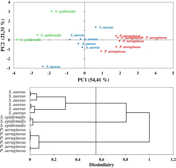 Figure 2.4  Output by PCA (upper panel) and HCA (under panel) analysis of bacterial spectra