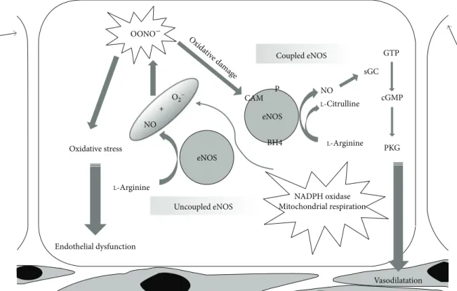 Figure 1: NO release by eNOS in physiological and peroxidative conditions. While “coupled” eNOS is involved in the physiological NO