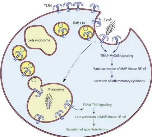 Figure 3. Schematic representation of the two signaling pathways activated by TLR4 and how it 