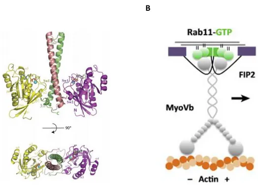 Figure  4.  Ribbon  representation  of  Rab11a-FIP2  complex.  Rab11  molecules  are  yellow  and 