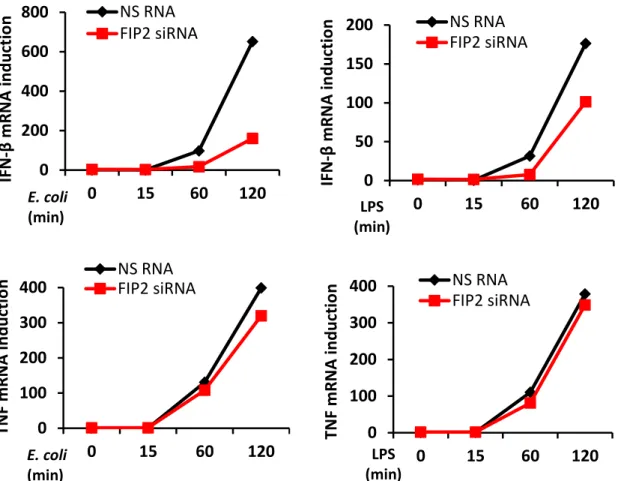 Figure  5.  Relative  quantification  of  FIP2  (upper  panels),  IFN-β  (middle  panels)  and  TNF  (lower 
