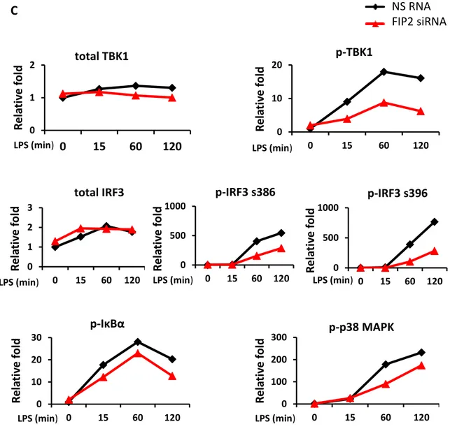 Figure 6. Immunoblot from THP1 cells treated with NS RNA or FIP2 siRNA and stimulated with E