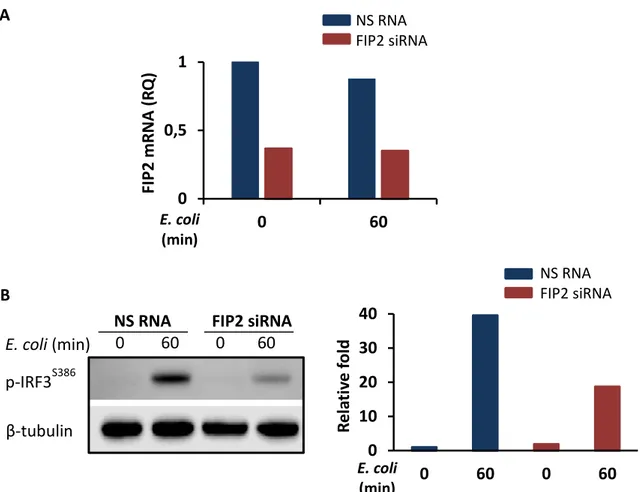 Figure 7. Relative quantification of FIP2 mRNA by q-PCR in primary human macrophages treated 