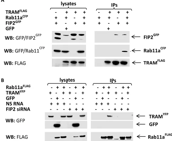 Figure  8.  Immunoprecipitations  (IPs)  of    FLAG-tagged  versions  of  TRAM  or  Rab11a