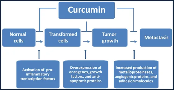 Figure 4: Potential anti-cancer functions of curcumin 