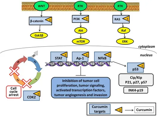 Figure 5: Molecular targets of curcumin in cancer cells (see also Kasi et al., 2016) 