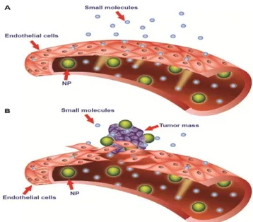 Figure 6: Passive targeting strategy of  nanoparticles  and Enhanced Permeability  and Retention (EPR) effect (from Bozzuto and Molinari, 2015)