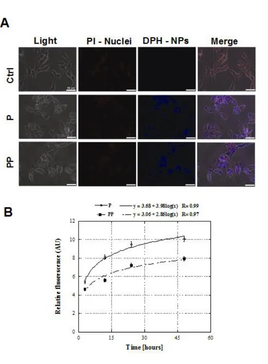 Figure 1.3. NP cellular uptake. A) Representative fluorescent microscopy images of 