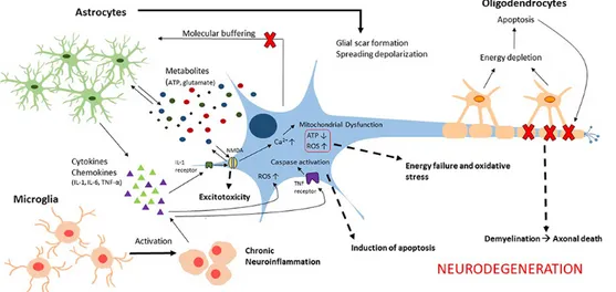 Figure 7 – Neuroinflammation following TBI 