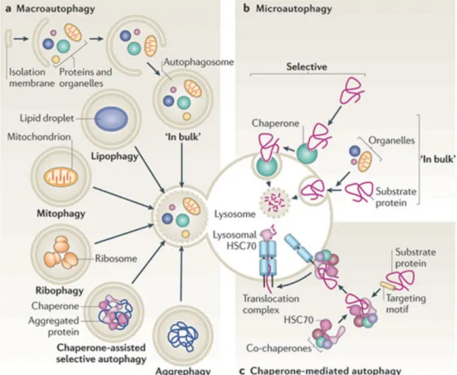 Figure 10 Different types of autophagies 
