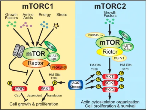 Figure 11 – Graphical representation of mTOR1 and mTORC2 