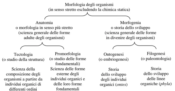 Figura 10. Rapporto delle discipline costituenti la morfologia organica secondo Haeckel.