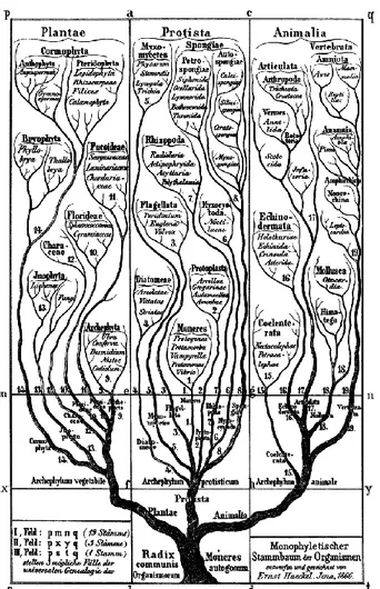 Figura 11. E. Haeckel, Albero monofiletico degli organismi in Idem, Generelle Morphologie der Organismen, 1866.