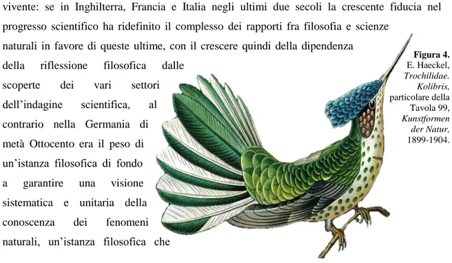 Figura 4.   E. Haeckel,  Trochilidae.   Kolibris,   particolare della  Tavola 99,  Kunstformen   der Natur,   1899-1904.