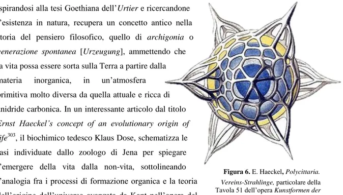 Figura 6. E. Haeckel, Polycittaria. 