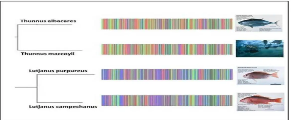 Figura  4.  DNA  Barcoding.  Rappresentazione  schematica  delle  differenze  di  barcode  esistenti  tra  coppie  di  specie  di  pesci filogeneticamente molto vicini