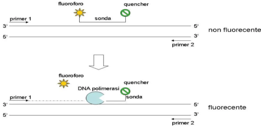Figura 9. Rappresentazione grafica del meccanismo di funzionamento delle sonde di idrolisi TaqMan in una reazione  di Real Time PCR