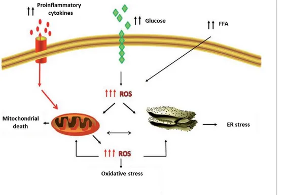 Fig. 10: Reticulum Stress as the origin of inflammation (adapted from  Ozcan et  al.,  2004)