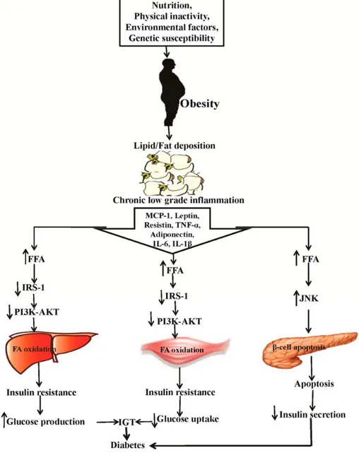 Fig.  12: Schematic diagram of the link between obesity and diabetes  as well  as their effects in skeletal muscles, liver, and pancreas to stimulate different  inflammatory cytokines, metabolic enzymes and signalling pathways (adapted  from Kawser et al.,