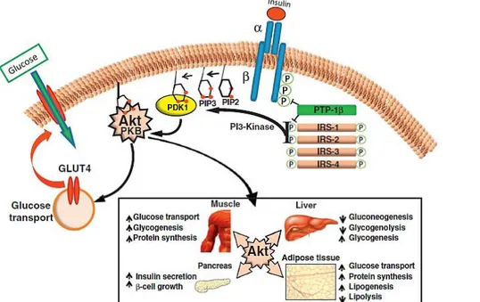 Fig. 14: Insulin signalling pathways (adapted from Capurso and Capurso 2012).   When insulin binds to insulin receptor, a cascade self-phosphorylation process is  initiated