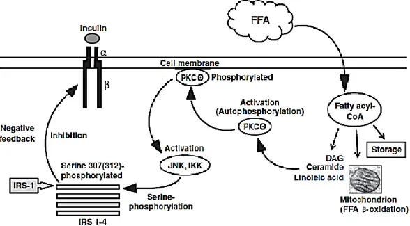 Fig. 15: FFA effect in insulin signal (adapted from Capurso and Capurso 2012).  FFA,  in  their  activated  form  (fatty  acyl-CoA)  are  metabolized  through  two  pathways, oxidation or deposition in adipose tissue
