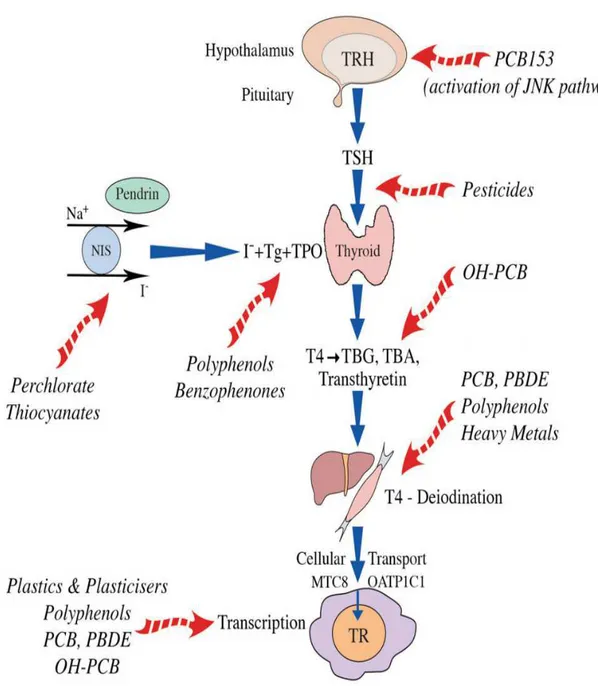 Figura  3.  Interferenti  endocrini  e  tiroide.  PCB:  policlorobifenili.  OH-PCB:  policlorobifenili  idrossilati