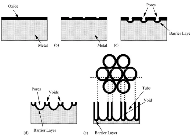 Figure 2.7: Schematic diagram of the evolution of a nanotube array at constant anodization voltage: (a) oxide layer  formation, (b) pit formation on the oxide layer, (c) growth of the pit into scallop shaped pores, (d) metallic part between  the pores unde