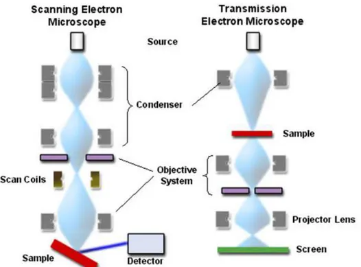 Fig. 2.8 Comparison of ray path diagram between SEM and TEM