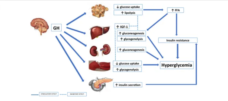 FIGURE 1 | Effects of GH on glucose metabolism.