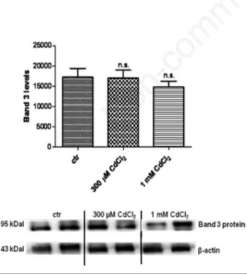 Figure 4. Band 3 protein and  β-actin expression levels in control (untreated erythrocytes) and in erythrocytes treated with either 300 µM  or  1  mM  Cd 2+ detected  by  Western  blot  analysis