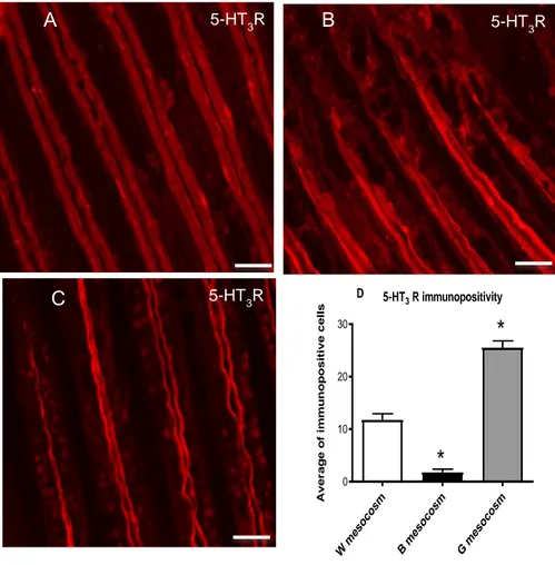 Fig  3.4.  Immunohistochemical  labeling  for  5-HT 3  R  in  mussel  gills  in  Mesocosm  White  (A),  Mesocosm 