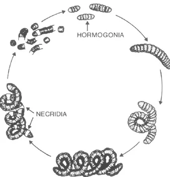 Figura 2: Rappresentazione grafica del ciclo di vita del genere   Sirulina (Arthrospira) (Ciferri, 1983) 