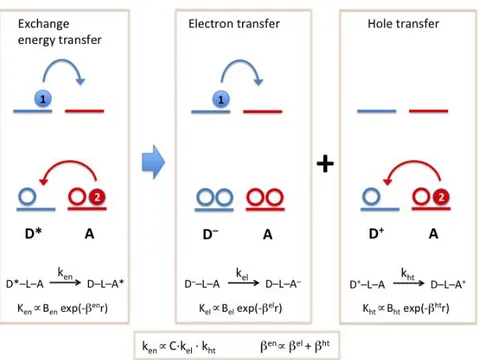 Figure	 1.5	 Exchange	 energy	 transfer	 can	 be	 represented	 as	 an	 electron	and	a	hole	transfer.	 The	relationship	between	the	rate	constants	and	the	attenuation	factors	of	the	three	processes	 are	also	shown.	